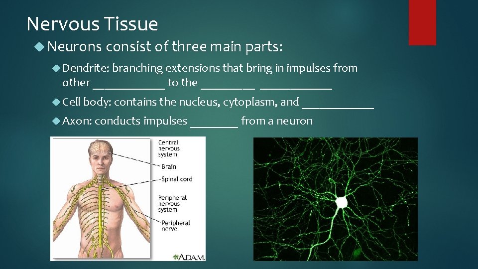 Nervous Tissue Neurons consist of three main parts: Dendrite: branching extensions that bring in