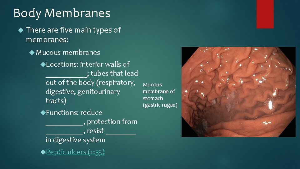 Body Membranes There are five main types of membranes: Mucous membranes Locations: interior walls