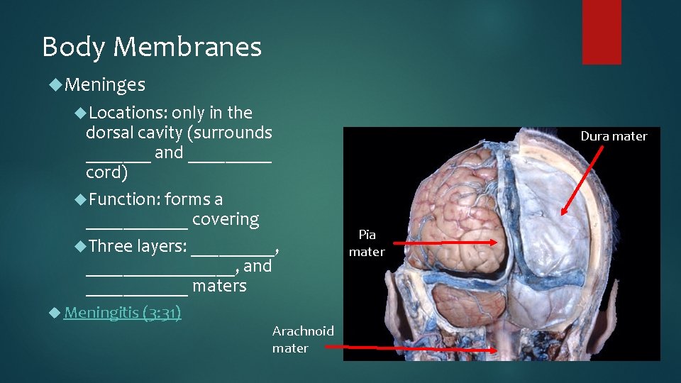 Body Membranes Meninges Locations: only in the dorsal cavity (surrounds _______ and _____ cord)