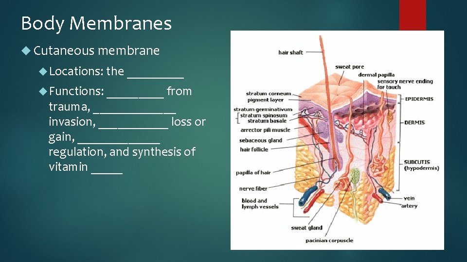 Body Membranes Cutaneous membrane Locations: the _____ Functions: _____ from trauma, _______ invasion, ______