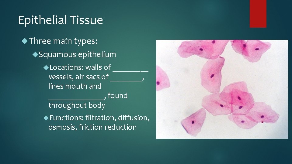 Epithelial Tissue Three main types: Squamous epithelium Locations: walls of _____ vessels, air sacs
