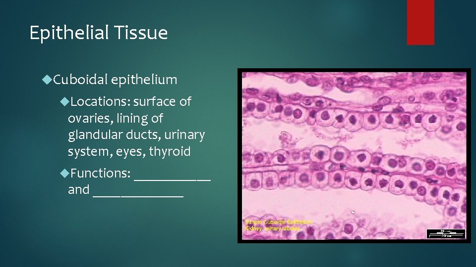 Epithelial Tissue Cuboidal epithelium Locations: surface of ovaries, lining of glandular ducts, urinary system,