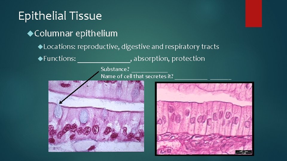 Epithelial Tissue Columnar epithelium Locations: reproductive, digestive and respiratory tracts Functions: _______, absorption, protection