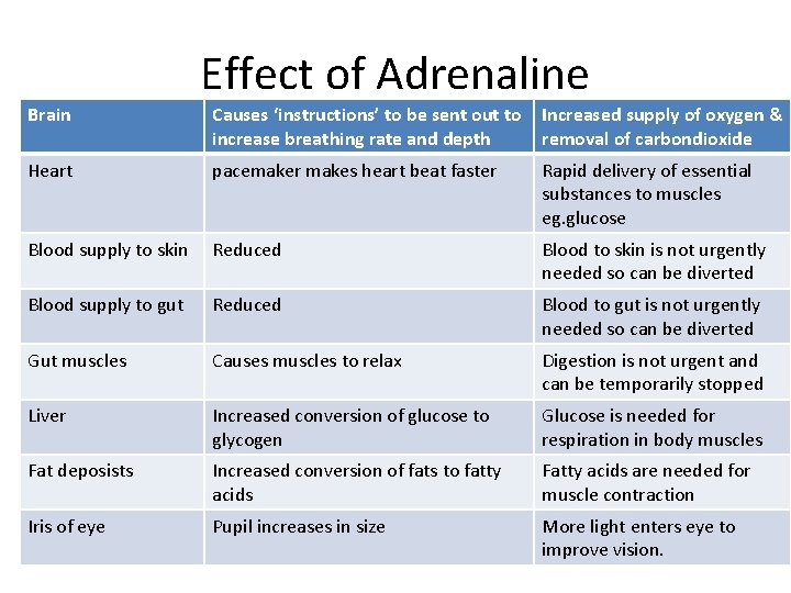 Effect of Adrenaline Brain Causes ‘instructions’ to be sent out to increase breathing rate