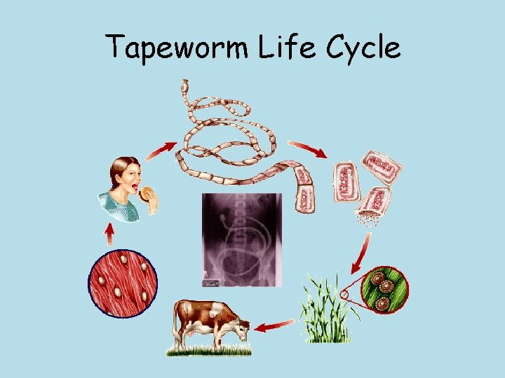 Tapeworm Life Cycle 