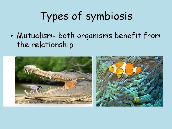 Types of symbiosis • Mutualism- both organisms benefit from the relationship 