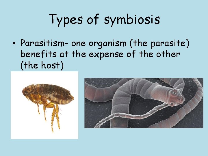 Types of symbiosis • Parasitism- one organism (the parasite) benefits at the expense of