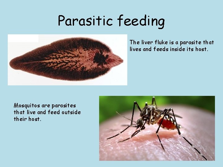 Parasitic feeding The liver fluke is a parasite that lives and feeds inside its