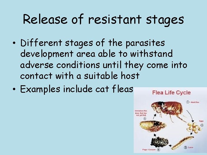 Release of resistant stages • Different stages of the parasites development area able to