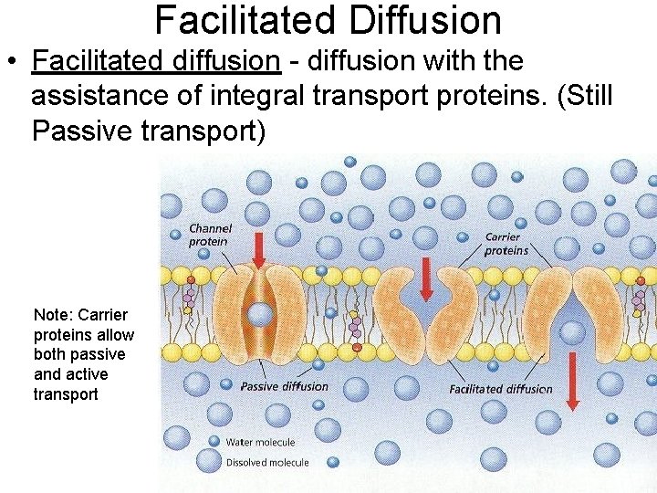 Facilitated Diffusion • Facilitated diffusion - diffusion with the assistance of integral transport proteins.