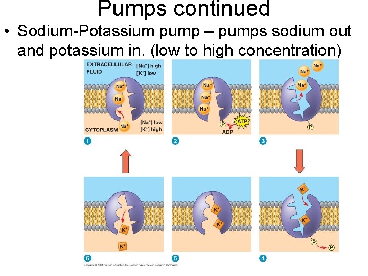 Pumps continued • Sodium-Potassium pump – pumps sodium out and potassium in. (low to