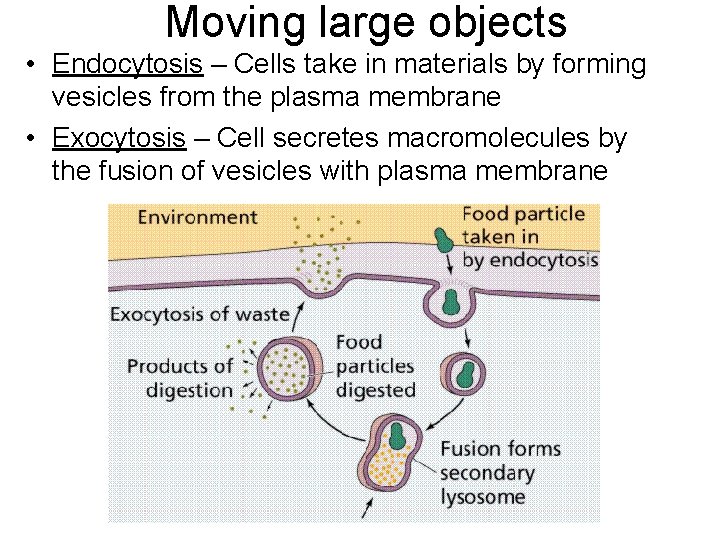 Moving large objects • Endocytosis – Cells take in materials by forming vesicles from