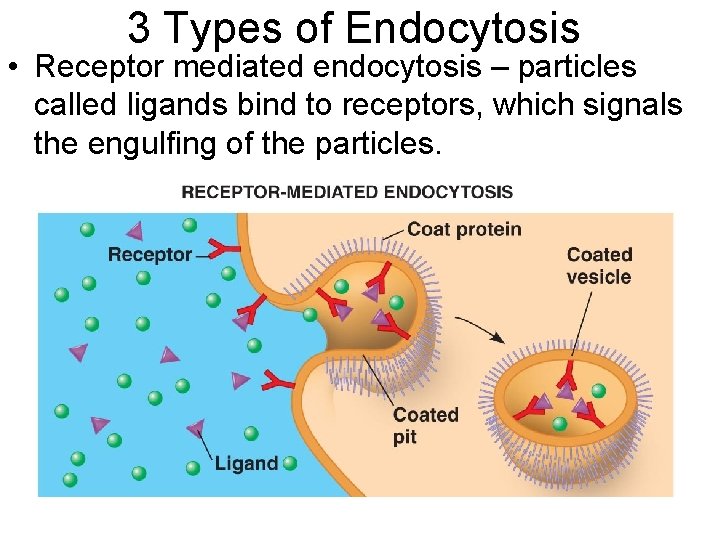 3 Types of Endocytosis • Receptor mediated endocytosis – particles called ligands bind to