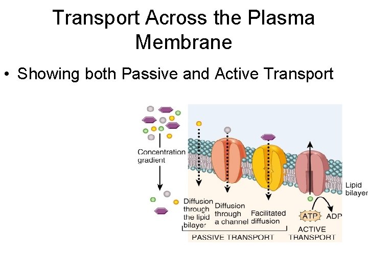 Transport Across the Plasma Membrane • Showing both Passive and Active Transport 