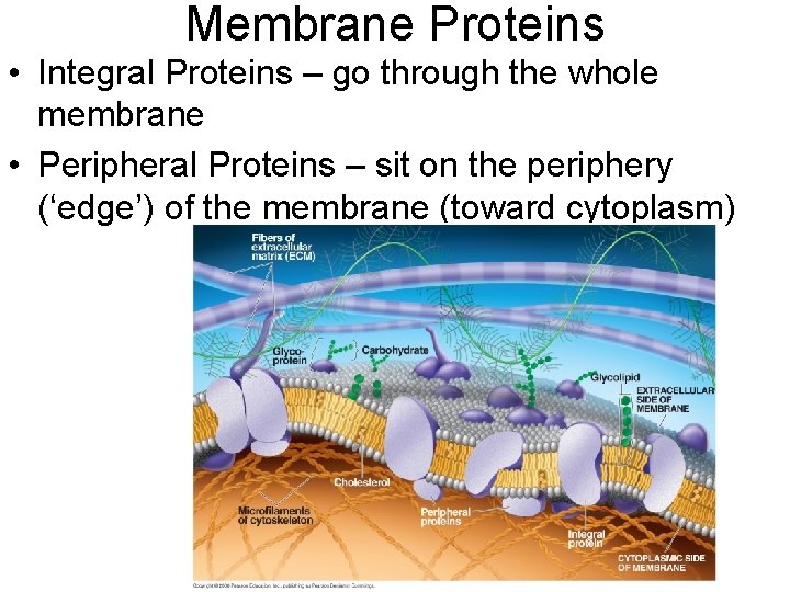 Membrane Proteins • Integral Proteins – go through the whole membrane • Peripheral Proteins
