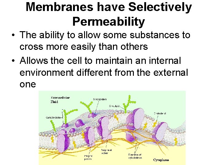 Membranes have Selectively Permeability • The ability to allow some substances to cross more