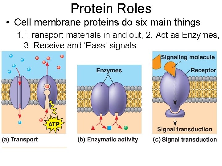 Protein Roles • Cell membrane proteins do six main things 1. Transport materials in