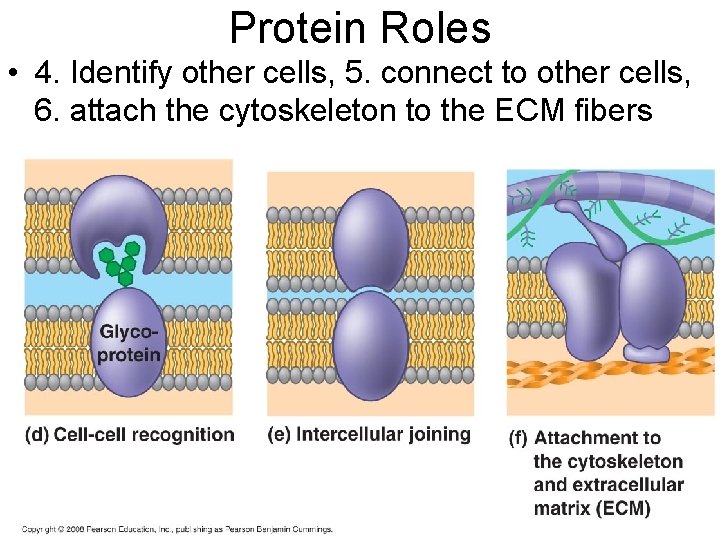Protein Roles • 4. Identify other cells, 5. connect to other cells, 6. attach