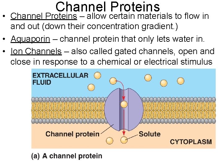 Channel Proteins • Channel Proteins – allow certain materials to flow in and out