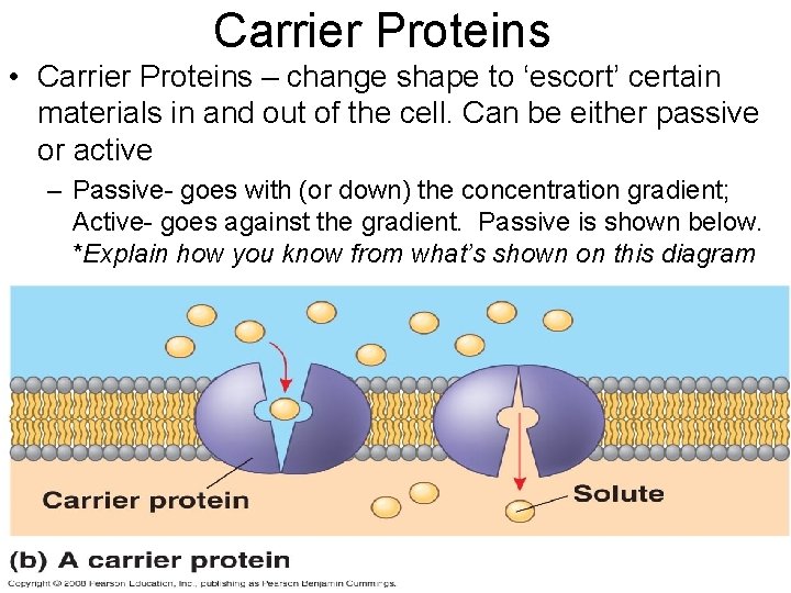 Carrier Proteins • Carrier Proteins – change shape to ‘escort’ certain materials in and