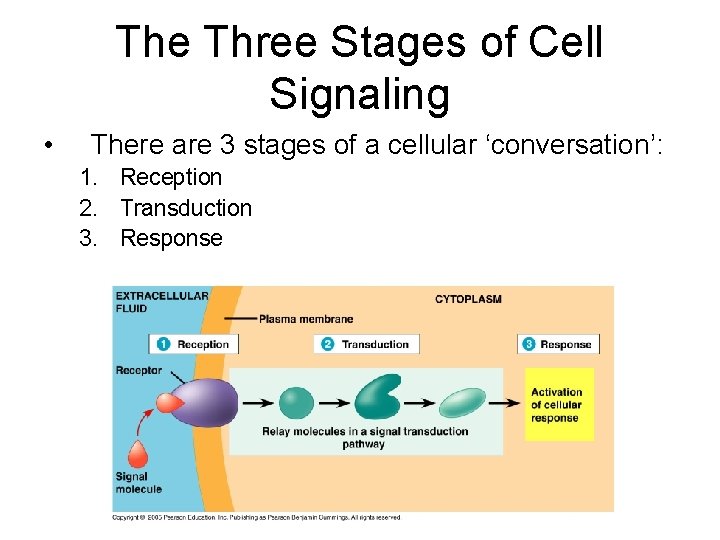 The Three Stages of Cell Signaling • There are 3 stages of a cellular