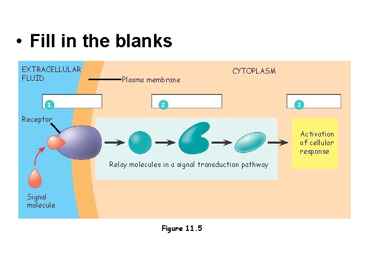  • Fill in the blanks EXTRACELLULAR FLUID 1 Plasma membrane CYTOPLASM 2 3