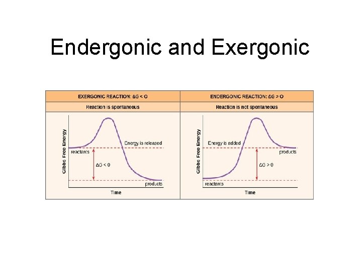 Endergonic and Exergonic 