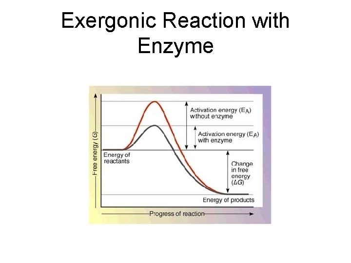 Exergonic Reaction with Enzyme 