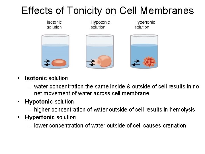 Effects of Tonicity on Cell Membranes • Isotonic solution – water concentration the same