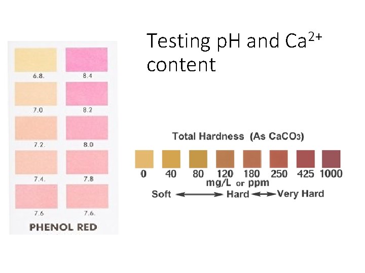 Testing p. H and Ca 2+ content 