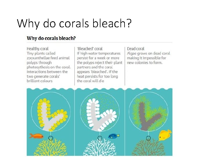 Why do corals bleach? 
