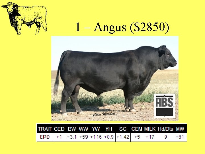 1 – Angus ($2850) 