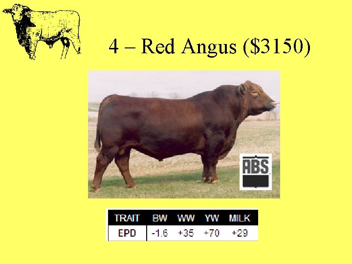 4 – Red Angus ($3150) 