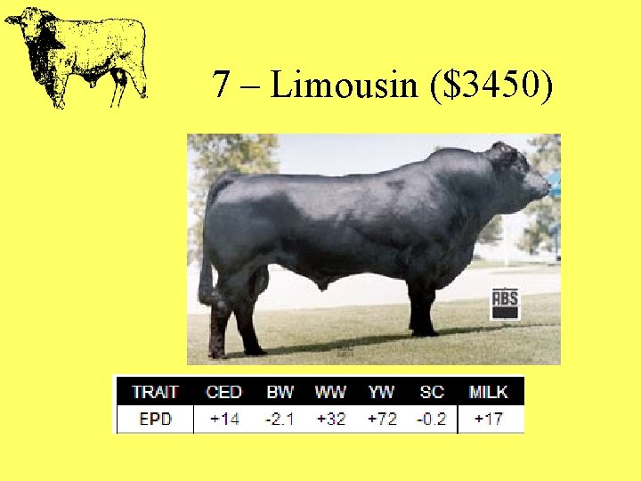 7 – Limousin ($3450) 