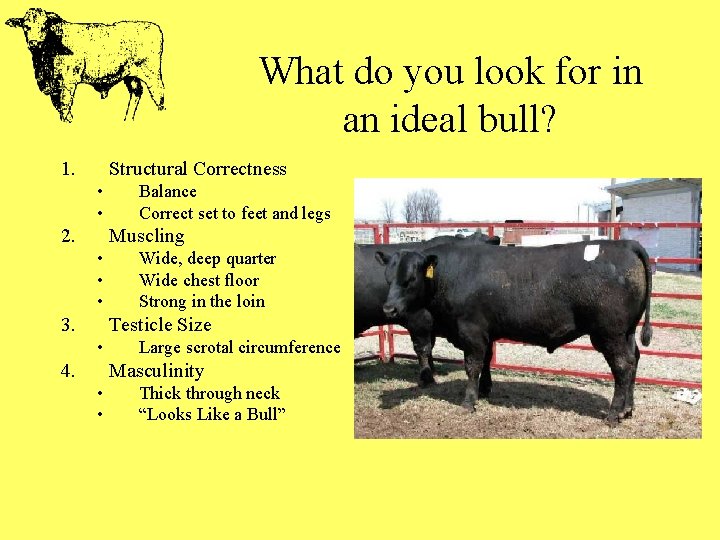 What do you look for in an ideal bull? 1. Structural Correctness • •