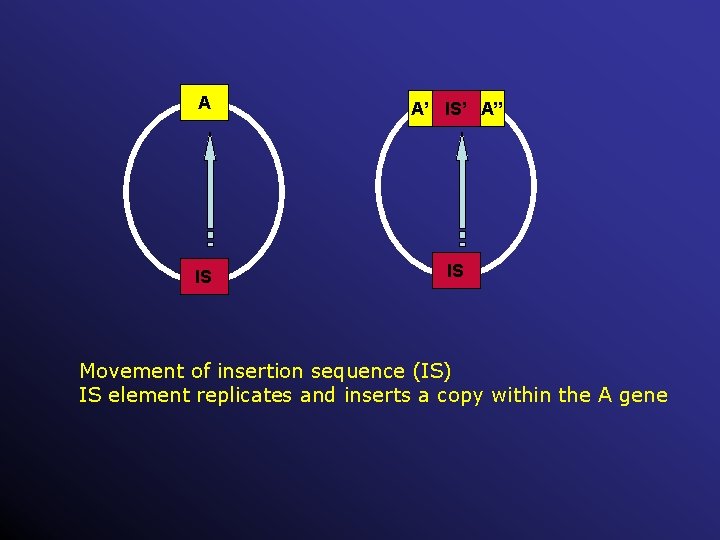 A A’ IS’ A’’ IS IS Movement of insertion sequence (IS) IS element replicates