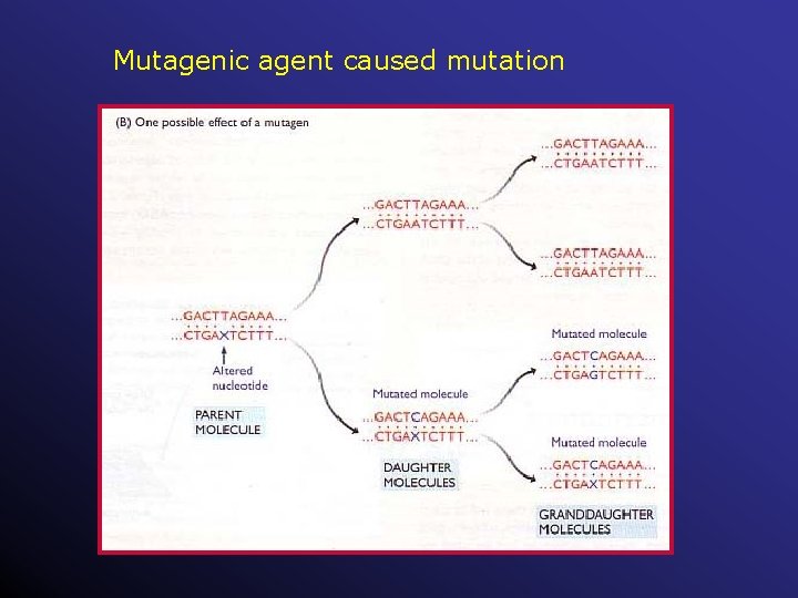 Mutagenic agent caused mutation 