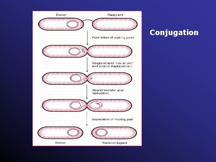 Conjugation 