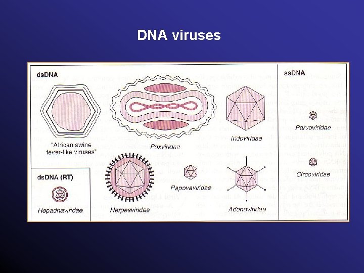 DNA viruses 