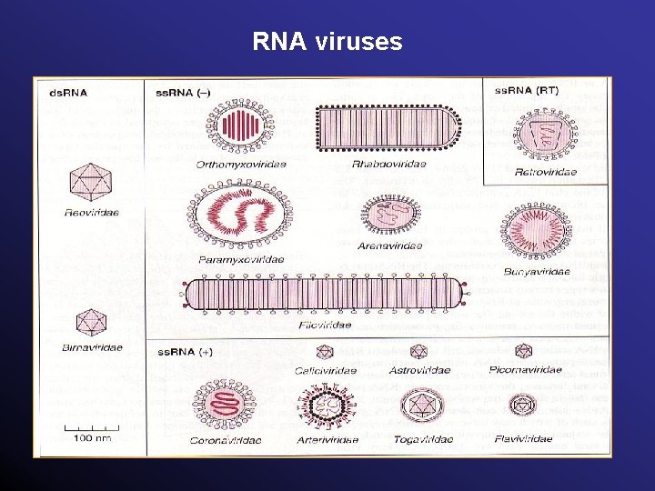 RNA viruses 
