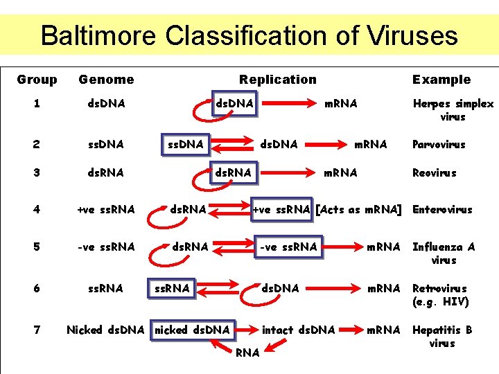 Baltimore Classification of Viruses Group Genome 1 ds. DNA 2 ss. DNA 3 ds.