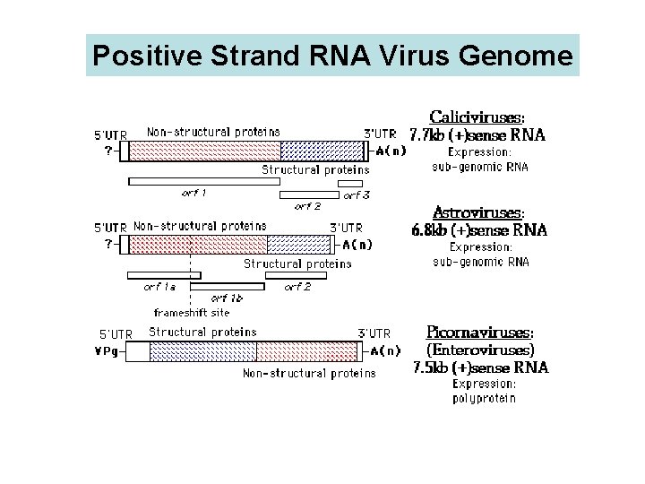 Positive Strand RNA Virus Genome 