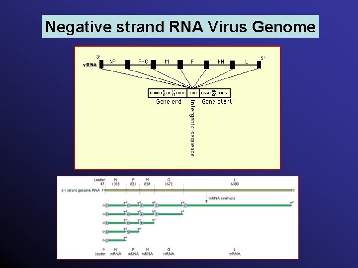 Negative strand RNA Virus Genome 