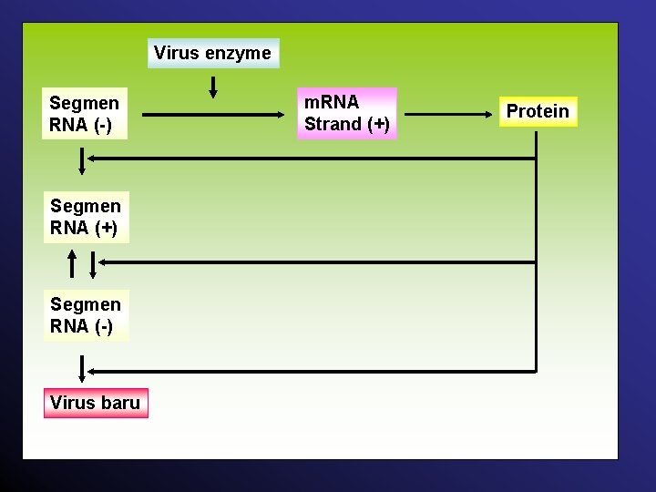 Virus enzyme Segmen RNA (-) Segmen RNA (+) Segmen RNA (-) Virus baru m.