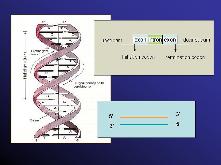 upstream exon intron exon Initiation codon downstream termination codon 5’ 3’ 3’ 5’ 