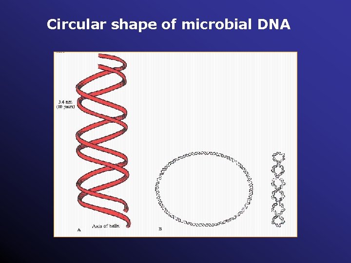 Circular shape of microbial DNA 