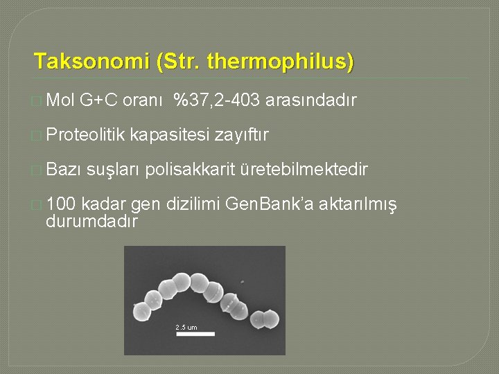 Taksonomi (Str. thermophilus) � Mol G+C oranı %37, 2 -403 arasındadır � Proteolitik �