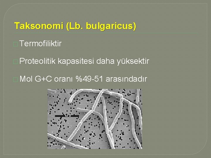 Taksonomi (Lb. bulgaricus) � Termofiliktir � Proteolitik � Mol kapasitesi daha yüksektir G+C oranı