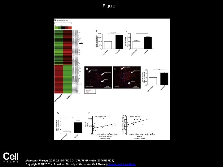 Figure 1 Molecular Therapy 2017 25165 -180 DOI: (10. 1016/j. ymthe. 2016. 08. 001)
