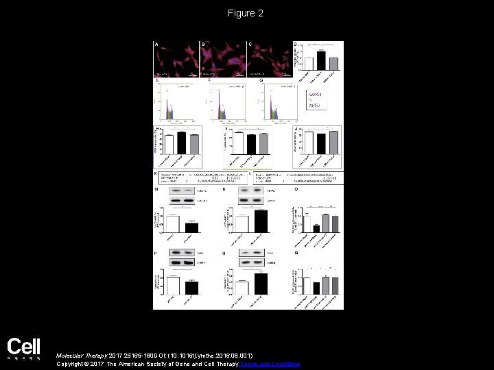 Figure 2 Molecular Therapy 2017 25165 -180 DOI: (10. 1016/j. ymthe. 2016. 08. 001)